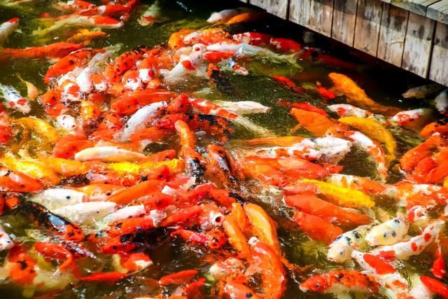 重阳敬老时！岱岳文旅邀你带长辈玩转金秋，登高赏秋、景区优惠都安排好了！