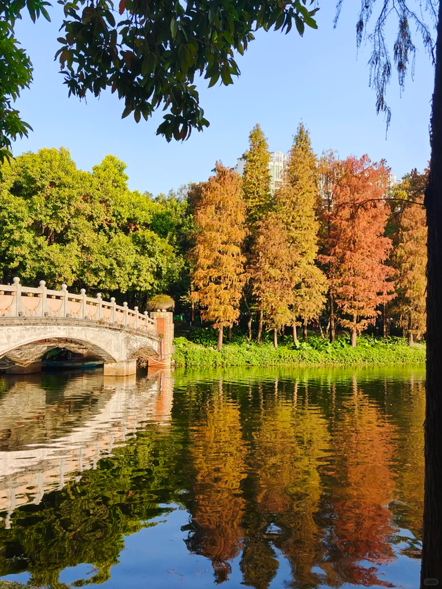 趣游周末丨佛山落羽杉地图！解锁色彩斑斓的绝美秋天！