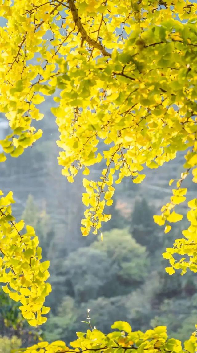 从街角到古村，一键解锁贵阳的秋日浪漫