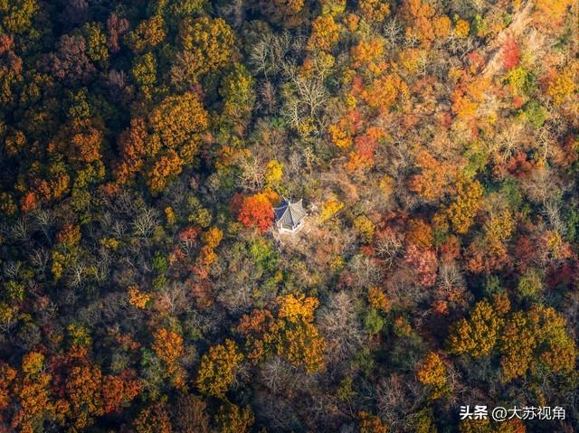 南京栖霞山拿下全国金奖！就凭“一杯禅茶”，秋天又出了新玩法