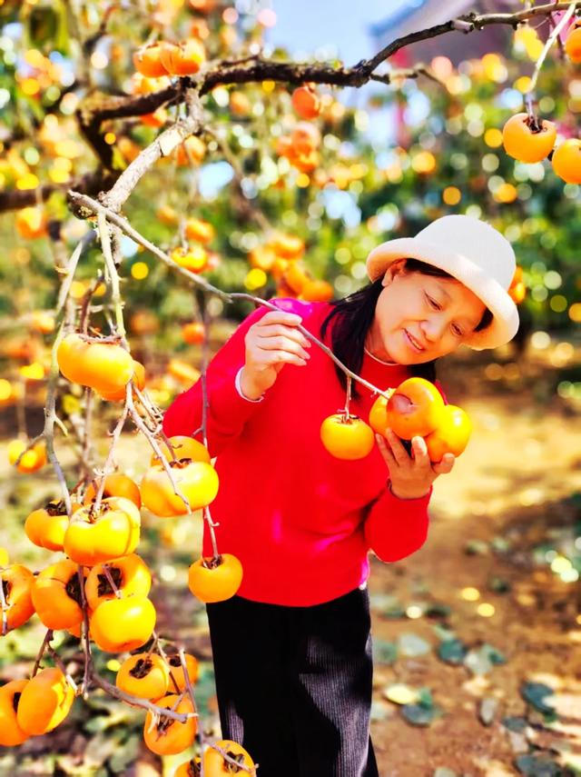 桂林：不入柿园，怎知秋色几许！