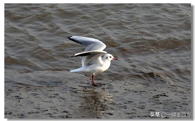 漫步丹东鸭绿江畔，可以隔江望见对岸的朝鲜