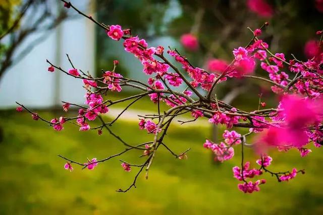 赏花 │ 去贵州农博园开启一场“寻梅之旅”！