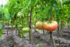 硕士毕业却沉迷种菜？她是真人版“种地吧少女”图片