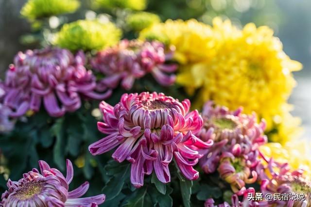 武汉不止这五千亩红叶，最大赏秋地绝了！