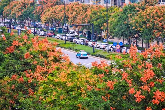 “枫”景正好！开封最美秋色已上线！