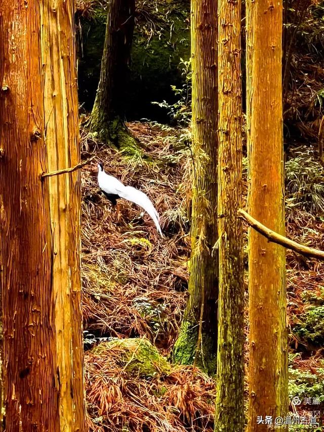 秋高气爽，温州这座奇石林立、风光奇绝的道教名山等你走起！