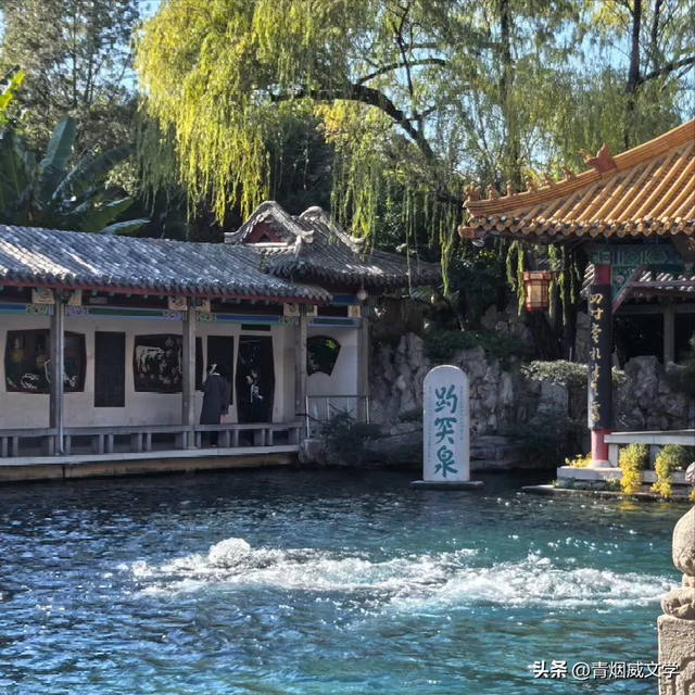 趵突菊韵 锦绣泉城