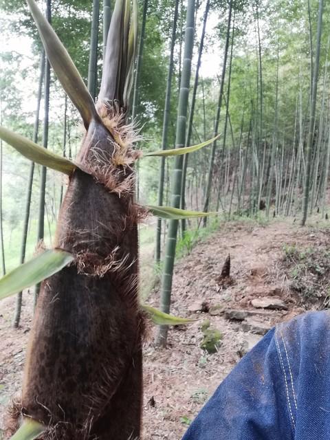 雾散竹青处 心向暖阳行