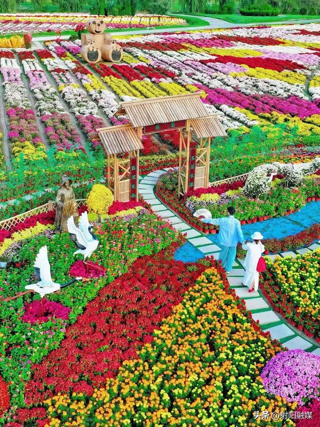 秋游射阳，这片菊海藏不住了！