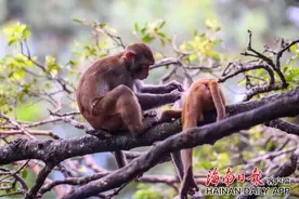 半价促销、门票打折……现在来海南玩更划算图片