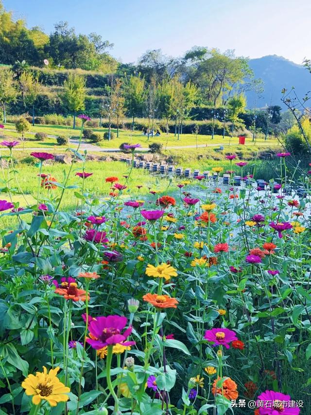 秋日遛娃天花板!黄石这里的百日菊花海美翻了