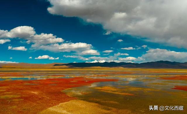 疯狂心动！哲古草原秋日限定景观，藏着西藏最野的浪漫！