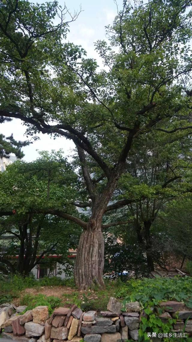 盛夏的锡崖沟 平均气温22℃ 国家级AAAA景区 无门票 免停车费