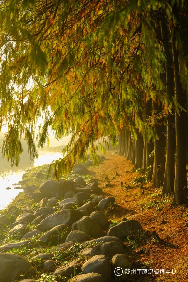 最近林子里长满了苏州人