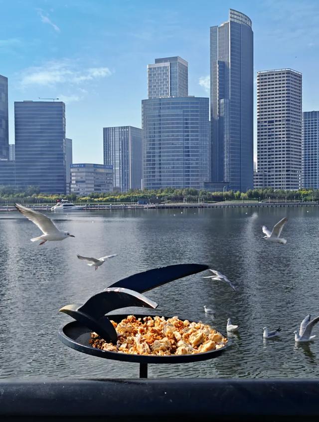 “顶流”来了！快来泰达“鸥”遇