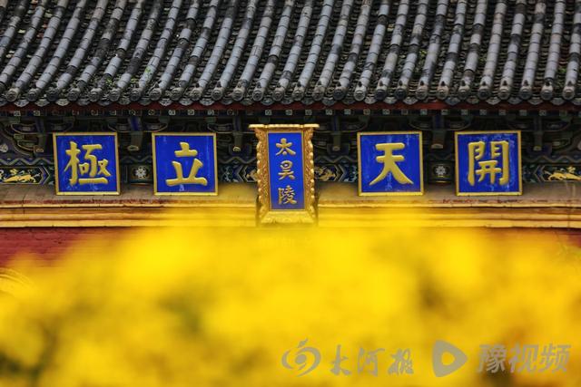 周口：重阳赏菊正当时 千年古陵飘菊香