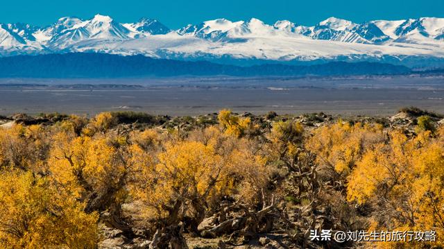 10月限定｜穿越金色时空：中国三大胡杨林，终极赏秋指南