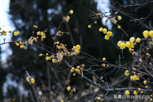 达活泉公园腊梅（美图）