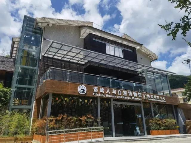 佛坪晚夏寻凉意，猫进秦岭躲避“秋老虎”！