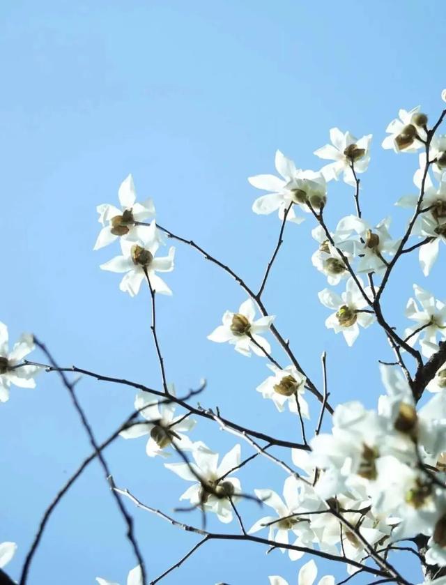 超值！植物园这片美人梅开men了