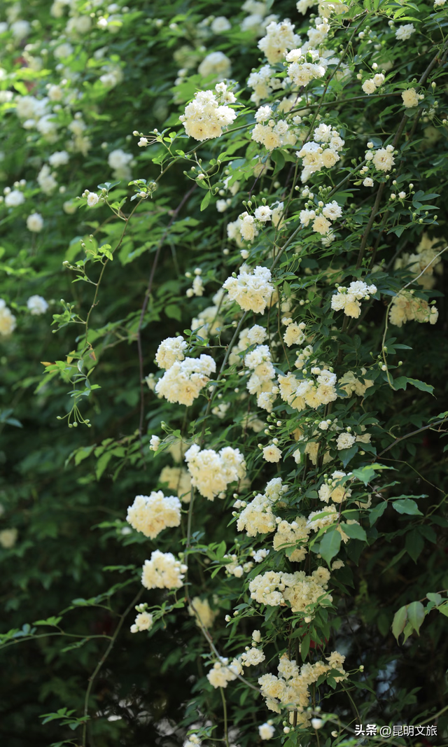 盘龙绝美出片地曝光！网友：被美迷糊了