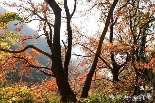 现场报道:这条离市区很近的著名红枫古道已枫情万种,徒步正当时