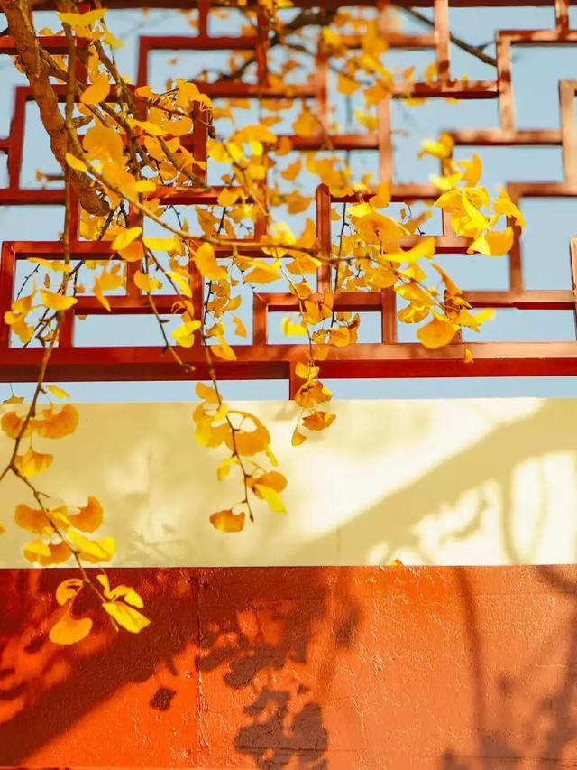 小雪｜兴庆宫藏着温柔冬色