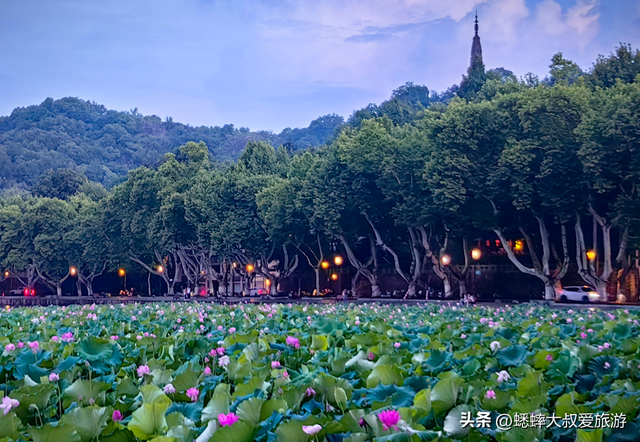杭州夏日“出淤泥而不染” 的赏荷路线，80%人都不知道！