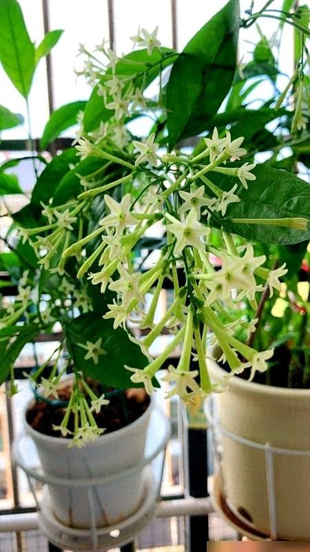阴花不能进阳宅！这5种花“打死”也不养，家里若有？快挪走！