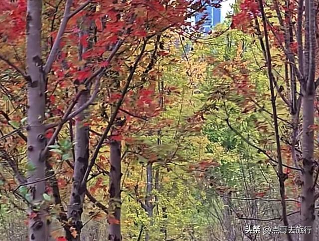 成都最美的枫叶公园，已惊艳上线，都不要门票，地铁公交车直达！