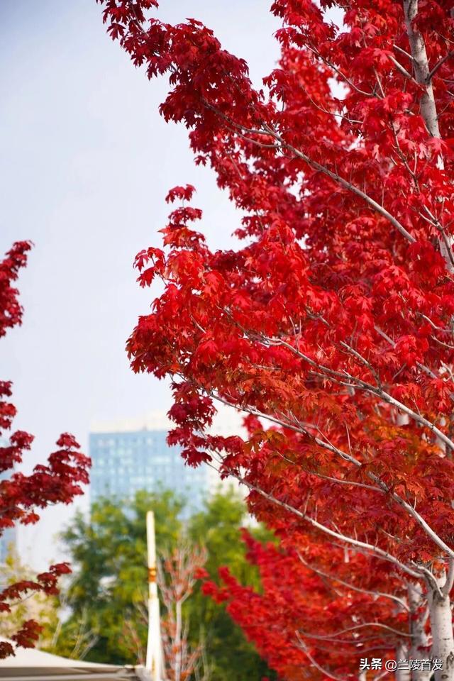 好客山东好品山东| 临沂的秋天，这10处绝美打卡地别错过！先收藏慢慢逛~