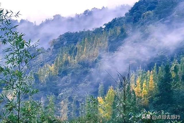 成都都江堰最冷门彩林，免费开放，山野中的惊艳，公交车可达！