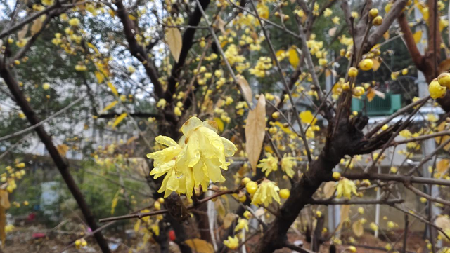 遇见“梅”好！麻城这座公园藏满冬日浪漫~