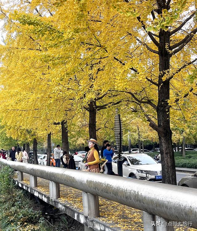 成都2公里长的银杏长廊，超级壮观，美爆了！地铁公交车可达！