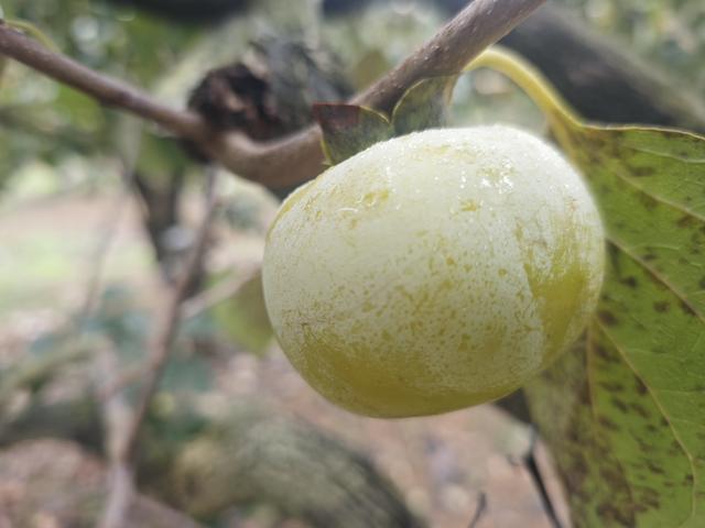 桂北秋天行之桂林山水