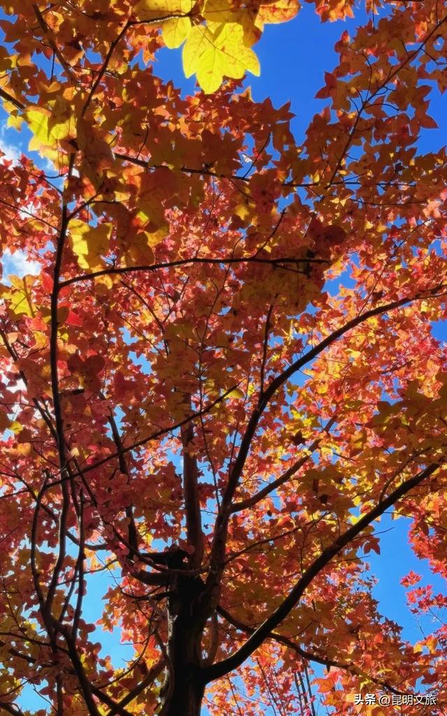 昆明西山绝美“枫”景上线!200亩的红叶秘境已进入最佳观赏期