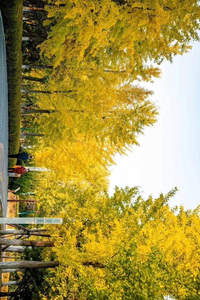 生态城的秋天，已经美得不像样了