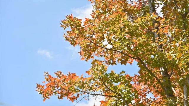 骑行赏枫、古村寻秋……被祁门的「枫景」治愈啦！| 皖美秋日