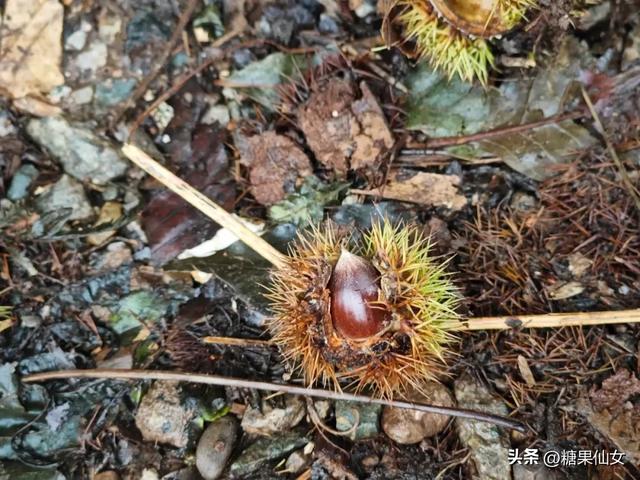 免费推荐！成都0.5h秋日免费打野攻略！摘柿子/板栗/八月瓜/野梨