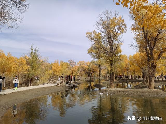 金塔胡杨林