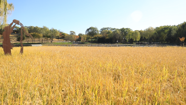 在海淀金色稻田里，上一堂生动的“秋收课”