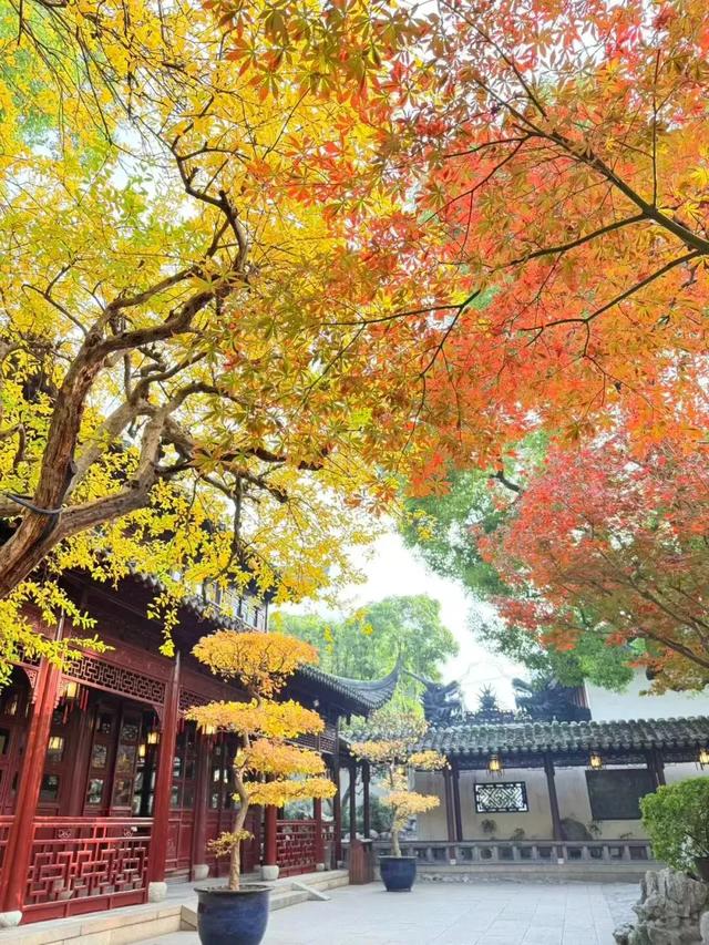 秋色限定!沪上园林已达颜值巅峰→