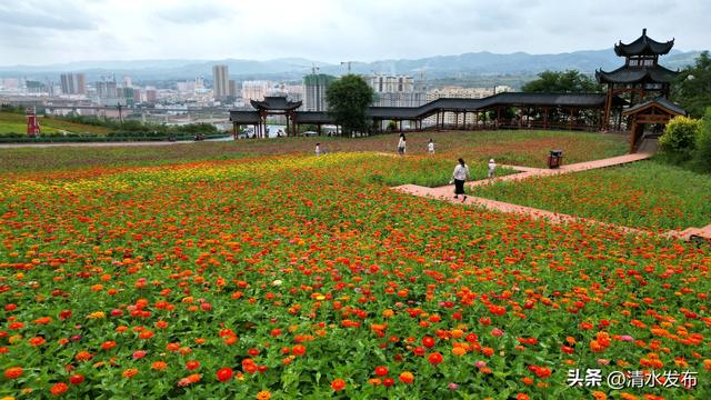 【青山绿水 只此清水】初秋这么美 还不来清水——北山生态景区邀您共赏绚烂时光