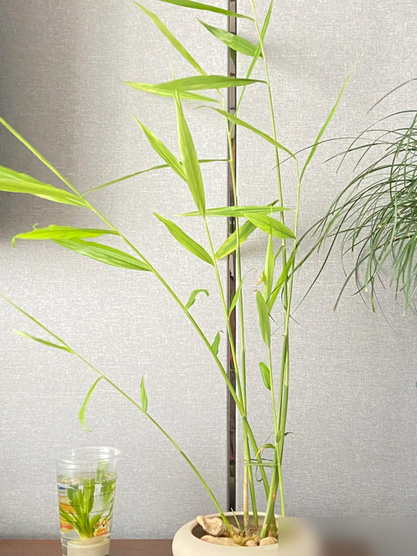 北京一姑娘“把生姜当绿植”养在客厅走红，网友：好美，好高级