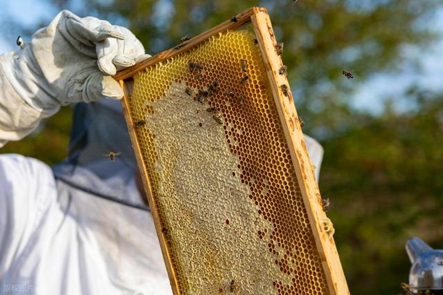 秋末巢蜜规划三技：让蜂群“自带干粮”进冬宫