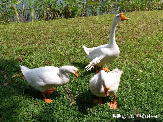 燃情火把·多彩仁和丨仁和火把节怎么玩？最全玩“火”攻略来啦！