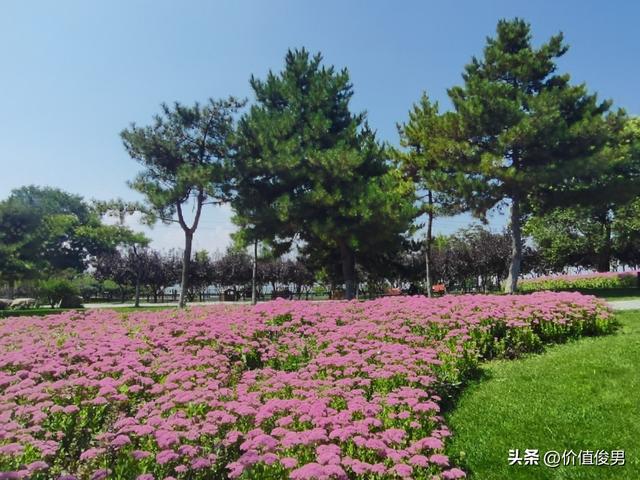 兰州兰山公园赏八宝花及游园记