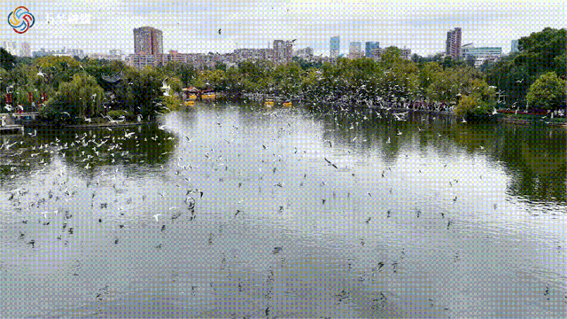 冬日美景在五华 | 鸥影翩跹处，翠湖冬韵时