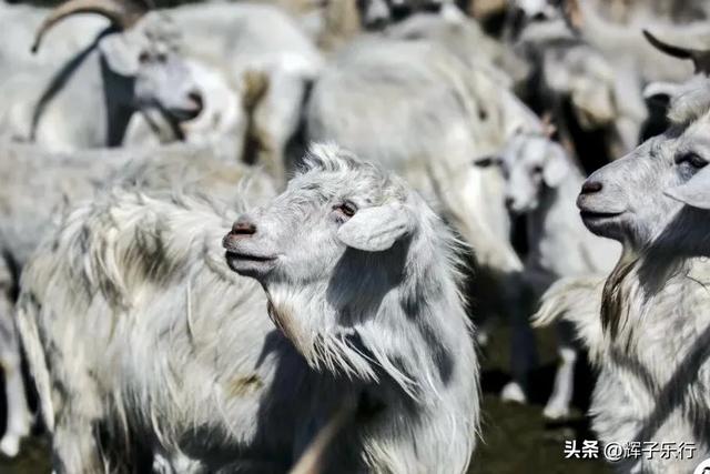 内蒙古莫尔格勒河景区 ，展现草原文化中原文化融合发展的历史脉络